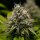 Royal Queen Seeds Kali Dog - 3 feminisierte Samen