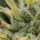 Royal Queen Seeds Kali Dog - 3 feminisierte Samen