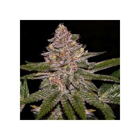 Ripper Seeds Radical Juice AUTO - 3 automated seeds