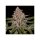 Ripper Seeds Radical Juice AUTO - 3 autoflowering Samen