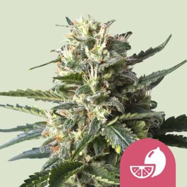 Royal Queen Seeds Lemon Shining Silver Haze - 3 feminisierte Samen