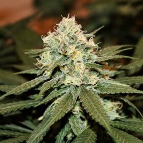 Royal Queen Seeds Lemon Shining Silver Haze - 3 feminisierte Samen