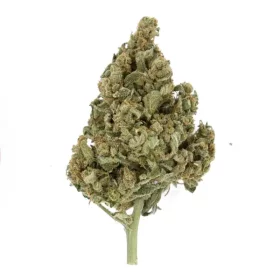 Royal Queen Seeds Lemon Shining Silver Haze - 3 feminisierte Samen