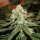 Royal Queen Seeds Lemon Shining Silver Haze - 3 feminisierte Samen