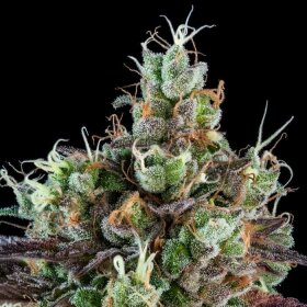 Ripper Seeds Sour Ripper AUTO - 3 autoflowering Samen