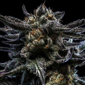 Ripper Seeds Zombie Kush Auto - 3 automated seeds