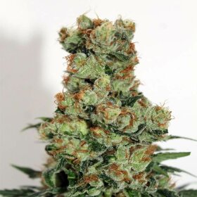 Ripper Seeds Badazz - 3 feminized seeds