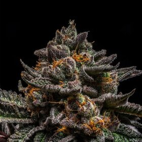 Ripper Seeds Brain Cake - 3 feminized seeds