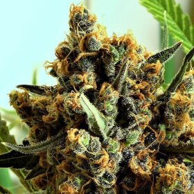 Ripper Seeds Criminal+ - 3 feminized seeds