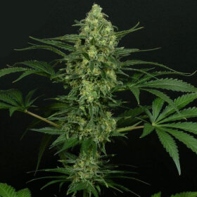 Ripper Seeds Criminal+ - 3 feminisierte Samen