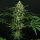 Ripper Seeds Criminal+ - 3 feminisierte Samen