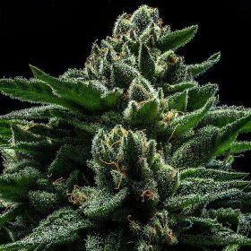 Ripper Seeds DO-G - 3 feminized seeds