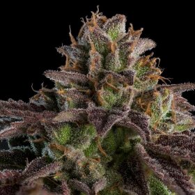 Ripper Seeds KmintZ - 3 feminized seeds