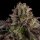 Ripper Seeds KmintZ - 3 feminisierte Samen