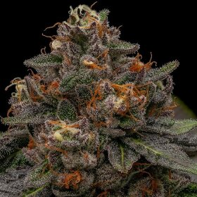 Ripper Seeds Korenji - 3 feminisierte Samen