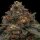 Ripper Seeds Korenji - 3 feminisierte Samen