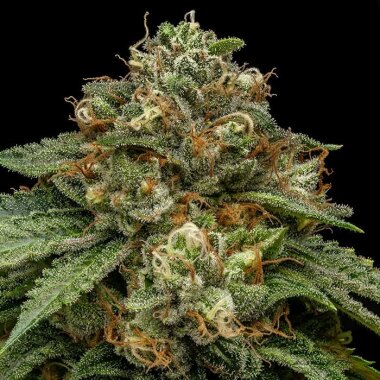 Ripper Seeds Kroma - 3 feminisierte Samen