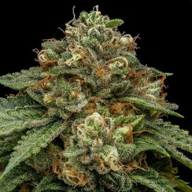 Ripper Seeds Kroma - 3 feminized seeds