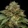 Ripper Seeds Kroma - 3 feminisierte Samen