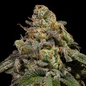 Ripper Seeds OMG - 3 feminisierte Samen