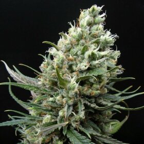 Ripper Seeds Ripper Haze - 3 feminized seeds