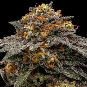 Ripper Seeds Shimo - 3 feminized seeds