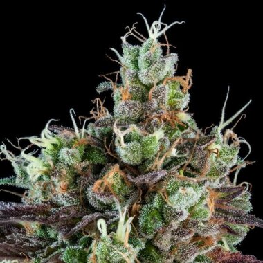 Ripper Seeds Sour Ripper - 3 feminisierte Samen