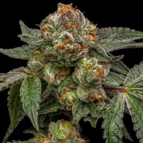 Ripper Seeds Zake - 3 feminized seeds