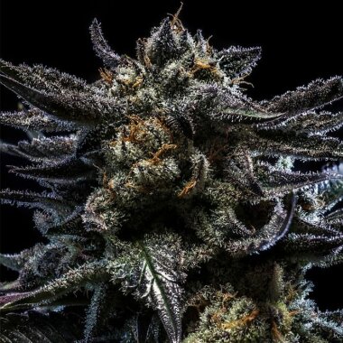 Ripper Seeds Zombie Kush - 3 feminisierte Samen