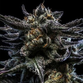 Ripper Seeds Zombie Kush - 3 feminized seeds