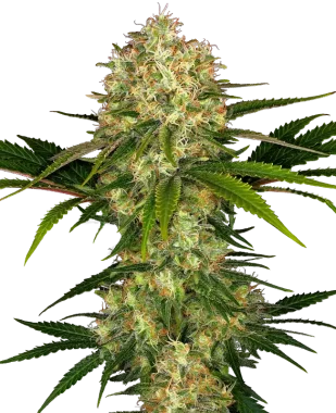 Sensi Seeds Afghani #1 - 3 feminisierte Samen