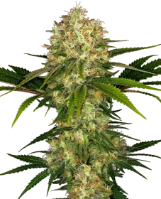 Sensi Seeds Afghani #1 - 3 feminized seeds