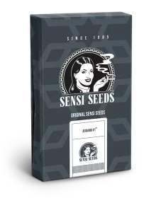 Sensi Seeds Afghani #1 Automatic - 3 autoflowering Samen