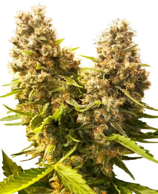 Sensi Seeds Banana Kush Cake Automatic - 3 automatisierte Samen