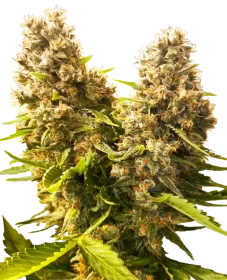 Sensi Seeds Banana Kush Cake Automatic - 3 autoflowering Samen