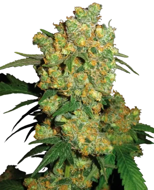 Sensi Seeds Big Bud - 3 feminisierte Samen