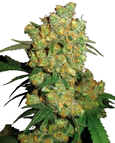 Sensi Seeds Big Bud - 3 feminisierte Samen