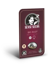 Sensi Seeds Big Bud - 3 feminisierte Samen