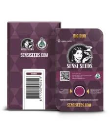 Sensi Seeds Big Bud - 3 feminisierte Samen