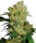 Sensi Seeds Big Bud - 3 feminisierte Samen