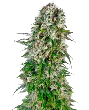 Sensi Seeds Big Bud Automatic - 3 autoflowering Samen