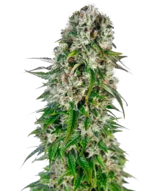 Sensi Seeds Big Bud Automatic - 3 autoflowering Samen