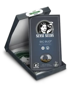 Sensi Seeds Big Bud Automatic - 3 autoflowering Samen