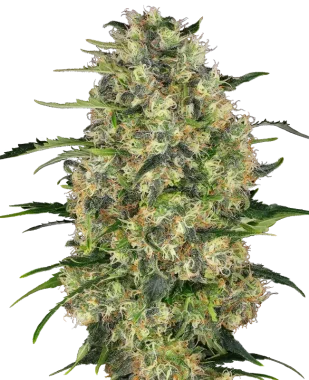 Sensi Seeds Black Domina - 3 feminisierte Samen