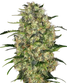 Sensi Seeds Black Domina - 3 feminisierte Samen