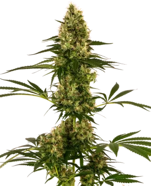 Sensi Seeds Blue Bullet Automatic - 3 autoflowering Samen