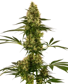 Sensi Seeds Blue Bullet Automatic - 3 autoflowering Samen