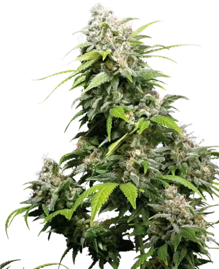 Sensi Seeds California Indica - 3 feminisierte Samen