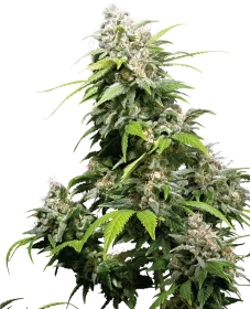 Sensi Seeds California Indica - 3 feminisierte Samen