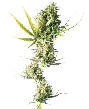 Sensi Seeds Durban - 3 feminisierte Samen